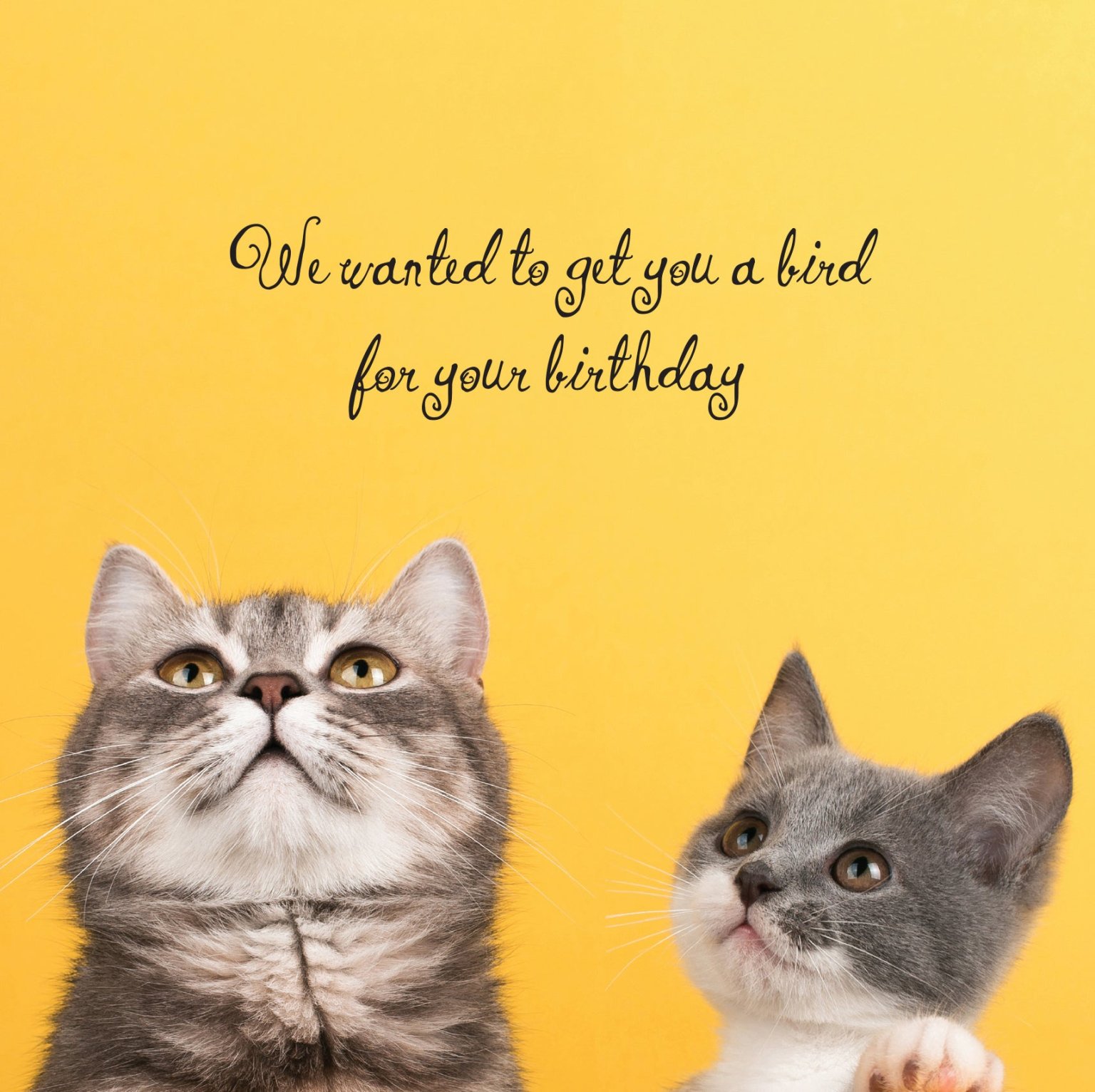 Bird Cat Birthday Card - SpecialGifts.ie