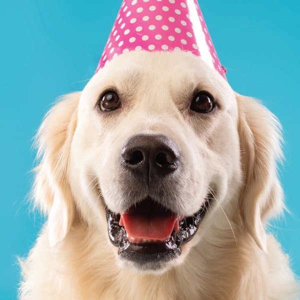 Retriever Birthday Card - SpecialGifts.ie